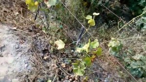 Сахаристость винных сортов винограда на 31  08  2019г