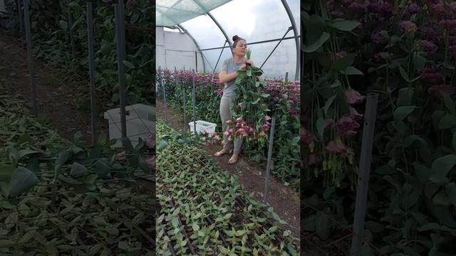 Эустома 2020. Первый срез смотреть онлайн