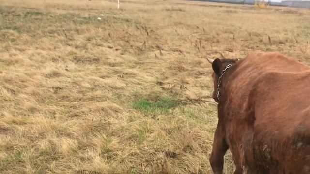 Пасу коров//Пастуха нет,НО МЫ ИЩЕМ САМИ! смотреть онлайн