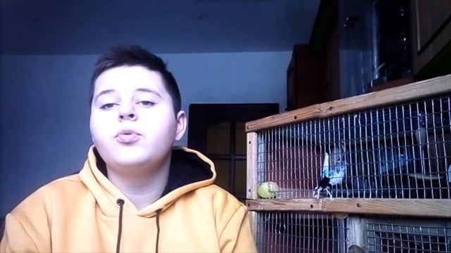 КАК ВЫРАСТИТЬ ЧУМИЗУ ИЛИ СИНЕГАЛЬСКОЕ ПРОСО ДЛЯ ПОПУГАЯ