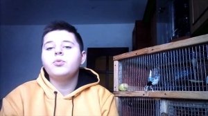 КАК ВЫРАСТИТЬ ЧУМИЗУ ИЛИ СИНЕГАЛЬСКОЕ ПРОСО ДЛЯ ПОПУГАЯ