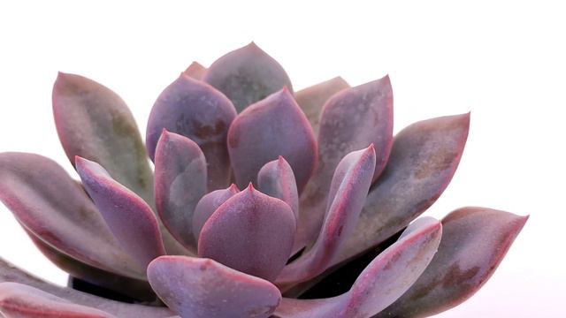 Graptoveria 'Debbie' смотреть онлайн