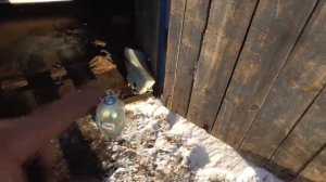 снимаю бочек омывайки и промываю форсунки на омывайку на рено меган сценик