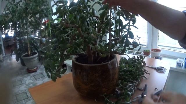 ДЕНЕЖНОЕ ДЕРЕВО (ЧТОБЫ ВОДИЛИСЬ ДЕНЬГИ, сакральное действие), кардинальная обрезка. смотреть онлайн