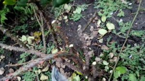 Розы перед укрытием на зиму. Обрезка, обработка и т. д.