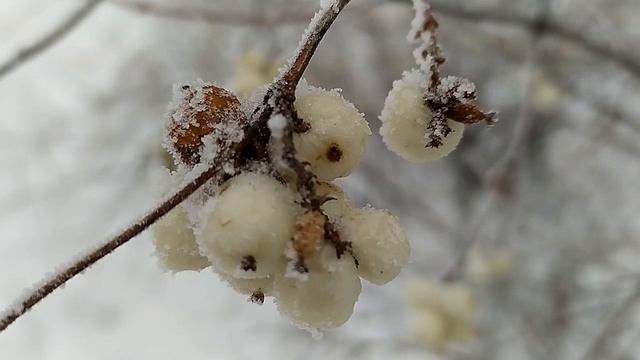 Редкая изморозь в Москве 12 декабря