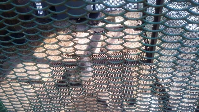 Нутрии в живом уголке копрового цеха Запорожсталь. смотреть онлайн