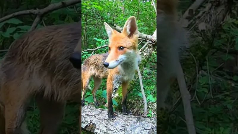 Кормлю  диких Лис.Полный фильм на канале Ушёл по Делам.