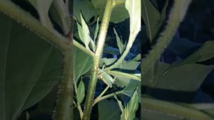 Певчий кузнечик. Вот как выглядит тот, кто по мозгам стрекочет. ?