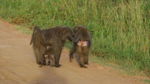 Ultimate Collection of Wild Animals in 8K ULTRA HD / 8K TV