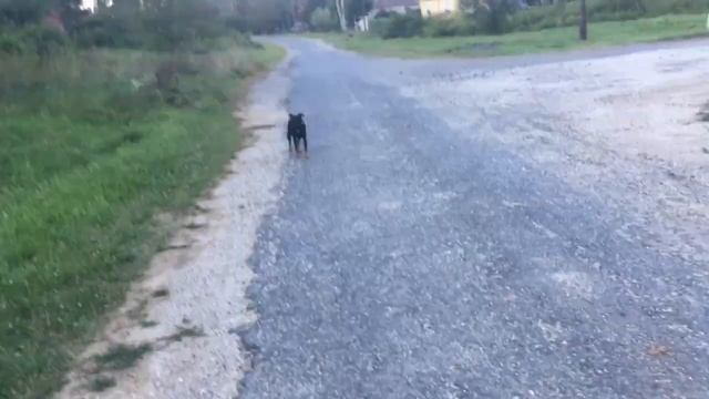 ПЕРВЫЕ ПРИКЛЮЧЕНИЯ в Венгрии??? смотреть онлайн