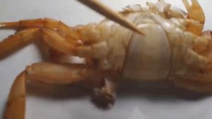 ЛИНЬКА РАДУЖНОГО КРАБА.         ЭТО ИНТЕРЕСНО! #Аквариум #Аквариумистика #Рыбки #Краб