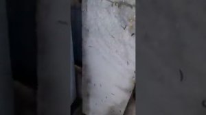 Нашествие черных червей в Кирилловке 1