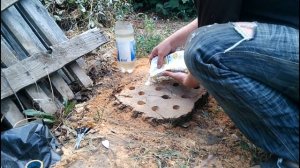 избавиться от пня на садовом участке без корчевания