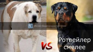 Алабай VS Ротвейлер