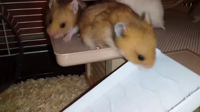 Один будний день из жизни наших Хомок Сирийских малышей