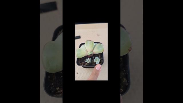 #short Echeveria red velvet❤️❤️❤️ смотреть онлайн