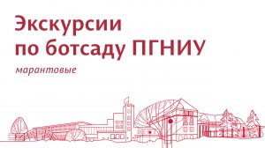 Экскурсии по Ботаническому саду ПГНИУ. Марантовые