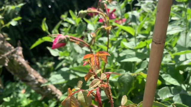 My Roses NOT Looking in Their Finest Fettle | Rose Garden Tour After a Week Away смотреть онлайн