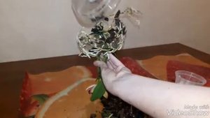#ОРХИДЕИ Пересадка каттлеи. Новая орхидея каттлея в моей коллекции.