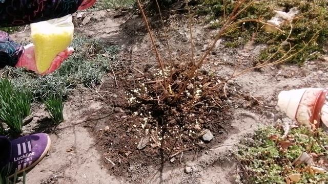 Подкормка голубики весной. Внесение серы и осмокота под голубику. смотреть онлайн