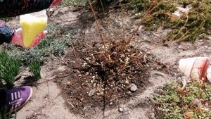 Подкормка голубики весной. Внесение серы и осмокота под голубику.