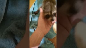 Как кормить енотов полоскунов с 1 месяца.