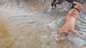 Американский стаффордширский терьер щенки 3 мес,Tcenniy Prize knl