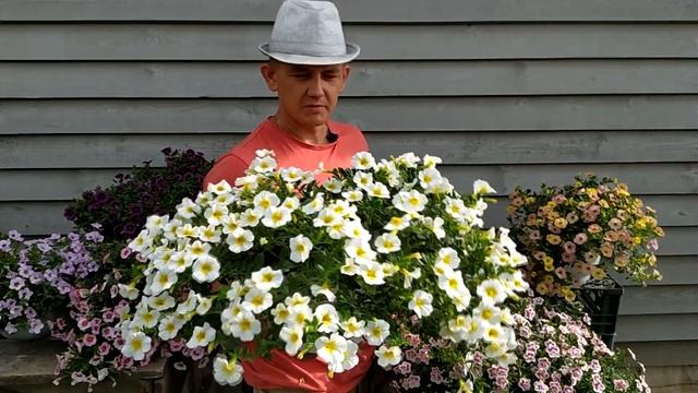 Калибрахоа - сказочные цветы для каждого сада. my garden смотреть онлайн