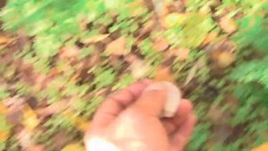 Вешенки (сбор грибов в тополином лесу)