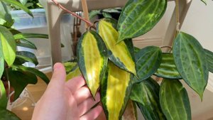 Hoya Macrophylla Pot of gold- наша дружба случилась спустя много лет...
