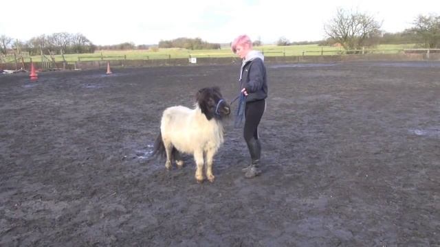 Mini horse BIG rear смотреть онлайн