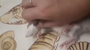 Крыса МАША,ЗАСЫПАЕТ ПОД ДЕТСКУЮ КОЛЫБЕЛЬНУЮ!!!!