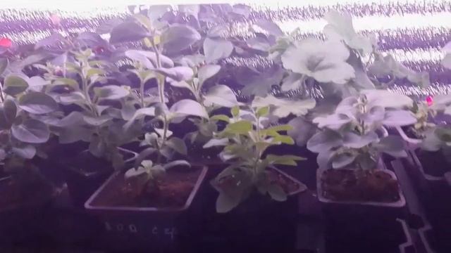 Белый налет на листьях петунии. Мучнистая роса смотреть онлайн