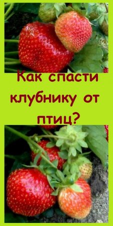 Самый надежный способ, КАК СПАСТИ КЛУБНИКУ ОТ ДРОЗДОВ, бесплатный и гарантированный!
#дача #garden