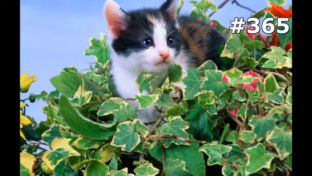 #365. Кошки (В мире животных) смотреть онлайн