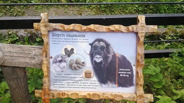 ВлогСеверный Норильск// Привет из Новосибирска// часть 2//Зоопарк