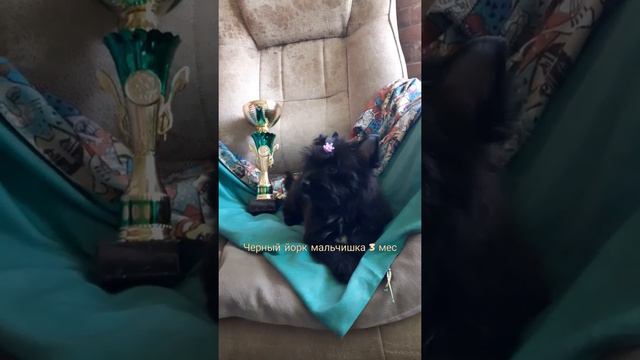 чёрный йорк #щенки #черныййорк #йорк #щенкийорка #puppyforsale #продажащенков #щеночки