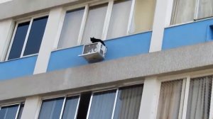 Кот выпал из окна