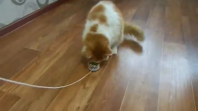 ИГРУШКА ЙО-ЙО И КОШКА ДАША. Кошка Даша играет с игрушкой ЙО-ЙО(ёё). смотреть онлайн