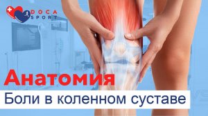Анатомия боли в колене