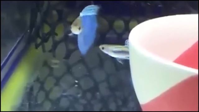 гуппи голубая порода смотреть онлайн