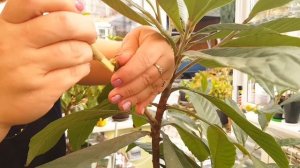 Прививаем Мушмулу