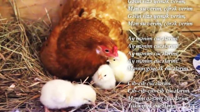 Cucelerim mahnisi 🐤 cib cib cucelerim смотреть онлайн