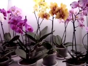 Орхидеи Фалинопсис - уход. Орхидеи -  Мильтония, Дендробиум, Камбрия, Ванда, Цимбидиум.