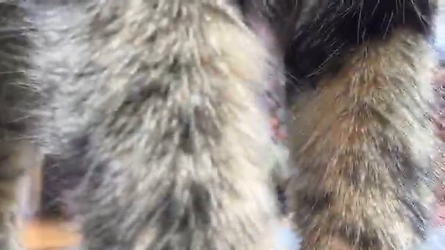 Picking Plants and Preparing for Monthly Orchid Society Meeting смотреть онлайн