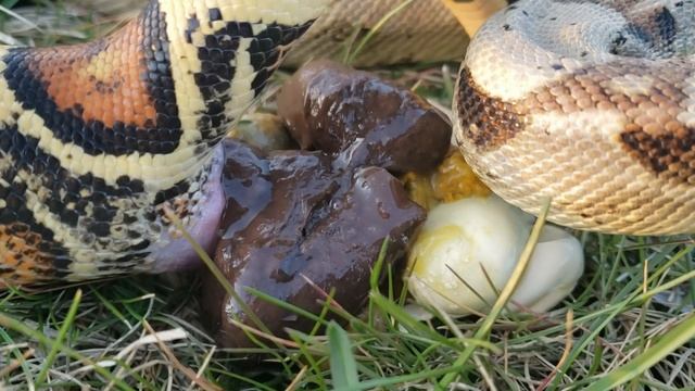 5FT SNAKE TAKES GIANT POOP OUTSIDE | WARNING GROSS | CLOSE UP | HOW SNAKES POOP смотреть онлайн