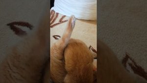 Стоит ли стерелизовать/кастрировать кошку. Мнение обычного человека.