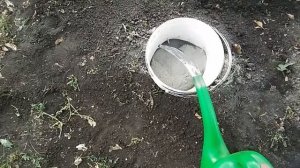 Осенняя подкормка взрослой яблони.Яблоня антоновка
