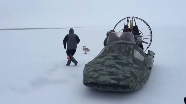 Серая шейка смотреть онлайн